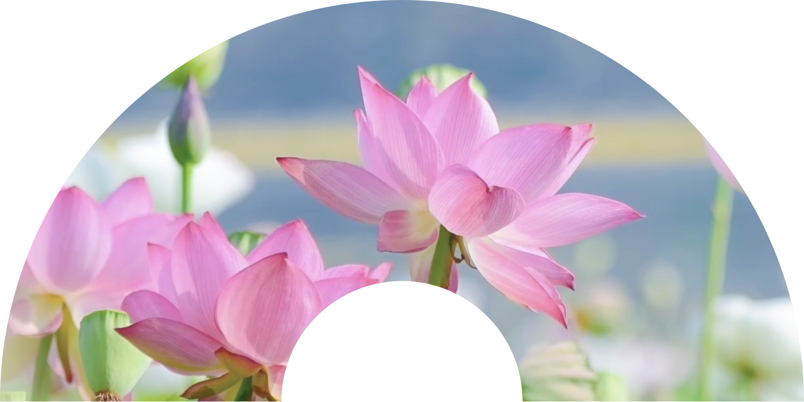 赏园林泛太湖