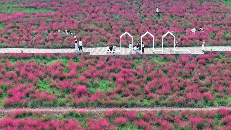 相城区冯梦龙村大片粉黛乱子草迎来盛花期